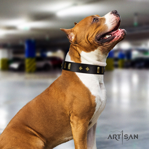 Amstaff significant leather dog collar for comfortable wearing
