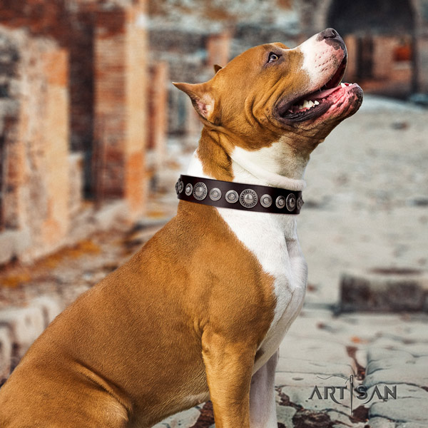 Amstaff awesome full grain leather dog collar with decorations for everyday use
