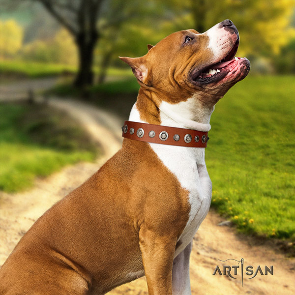 Amstaff walking natural genuine leather dog collar with adornments