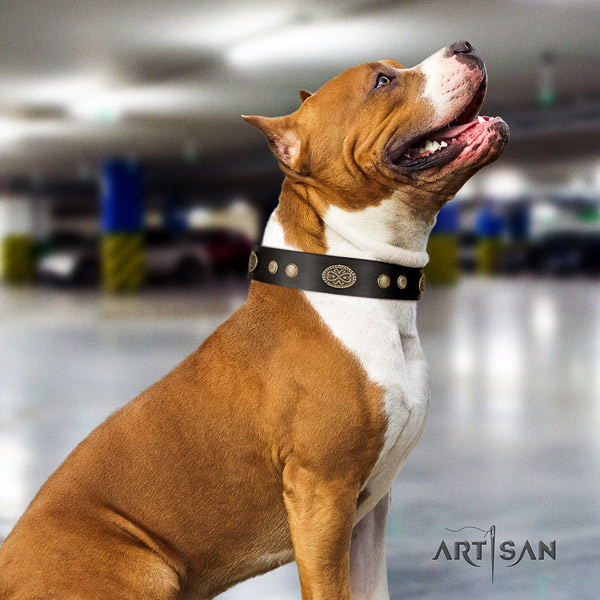 Amstaff walking natural genuine leather dog collar with studs