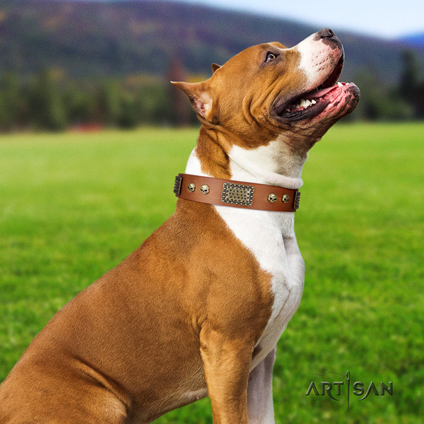 Amstaff handy use full grain natural leather dog collar with embellishments