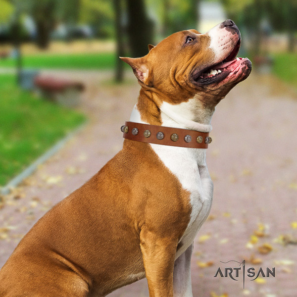 Amstaff fine quality full grain genuine leather dog collar for fancy walking
