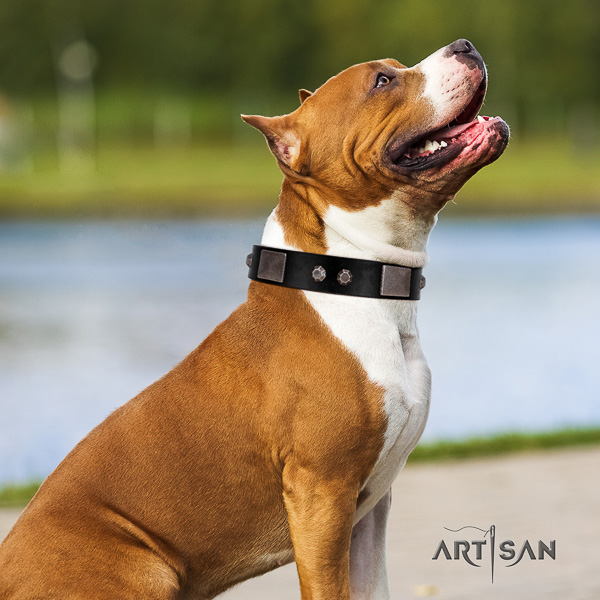 Amstaff inimitable full grain leather dog collar for stylish walking