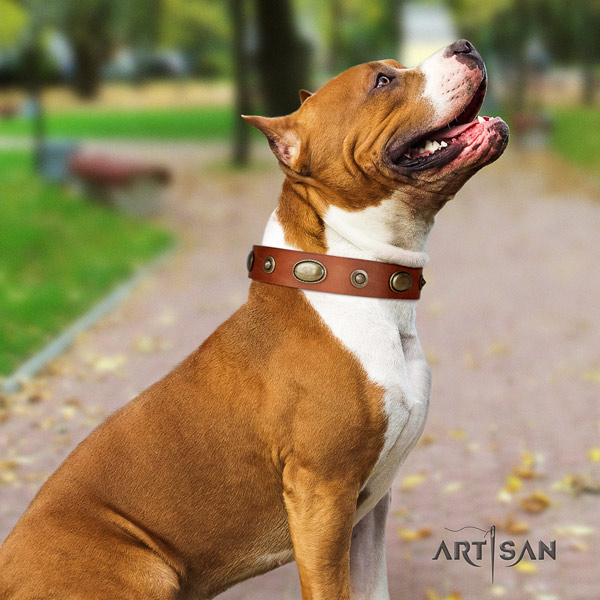 Amstaff basic training full grain leather dog collar with decorations