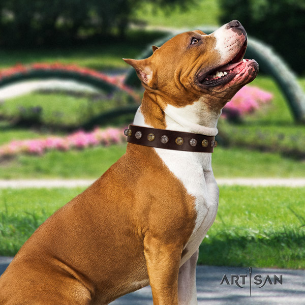 Amstaff amazing natural genuine leather dog collar for fancy walking