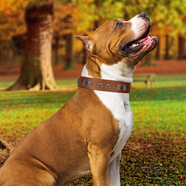 Amstaff stylish design full grain genuine leather dog collar for fancy walking