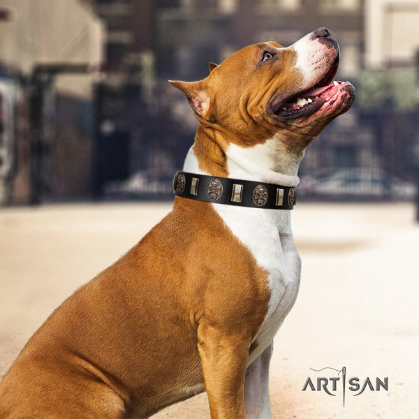 Amstaff handmade leather dog collar for fancy walking