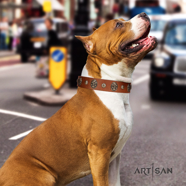 Amstaff trendy full grain leather dog collar for basic training
