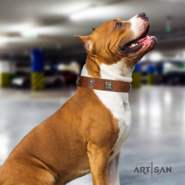 Amstaff convenient leather dog collar for comfortable wearing