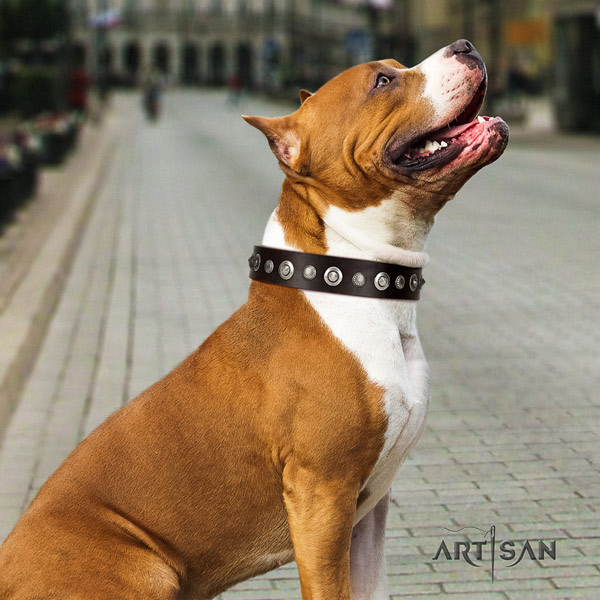 Amstaff daily use full grain natural leather dog collar with decorations
