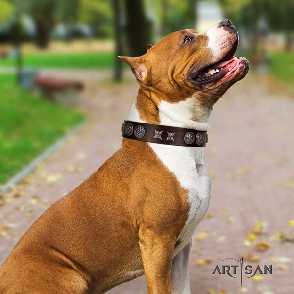 Amstaff incredible full grain leather dog collar for daily walking