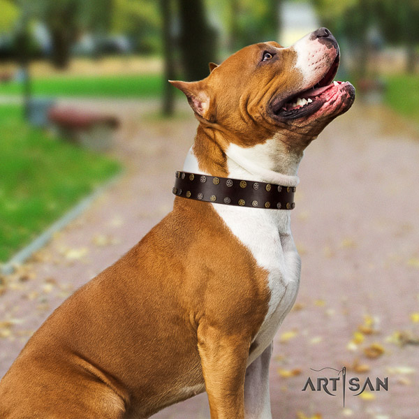 Amstaff decorated full grain genuine leather dog collar for walking