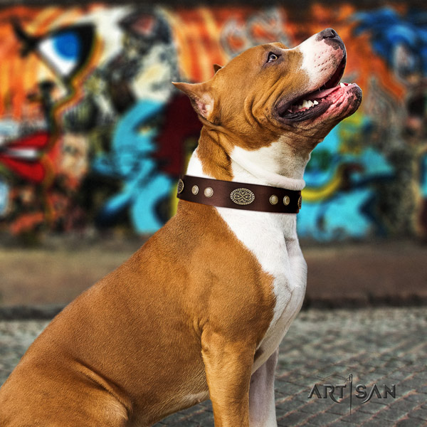 Amstaff everyday walking genuine leather dog collar with adornments