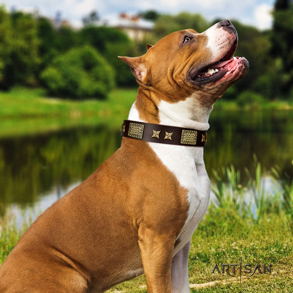 Amstaff everyday use full grain natural leather dog collar with studs