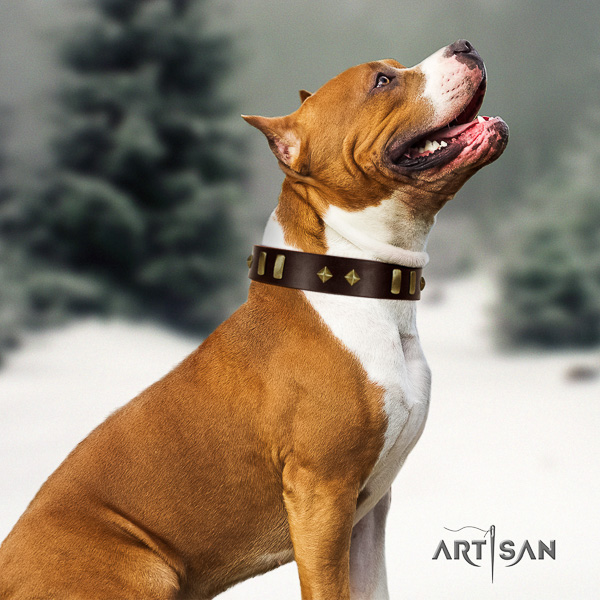 Amstaff best quality full grain genuine leather dog collar for daily walking