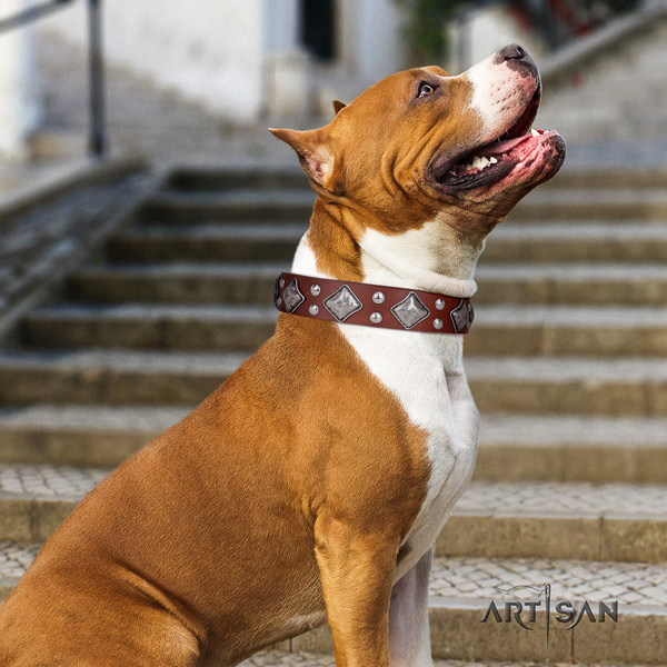Amstaff remarkable genuine leather dog collar with embellishments for basic training