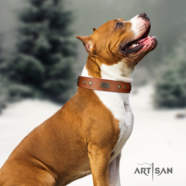 Amstaff stylish walking leather dog collar with adornments