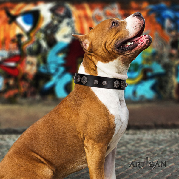 Amstaff convenient genuine leather dog collar for walking