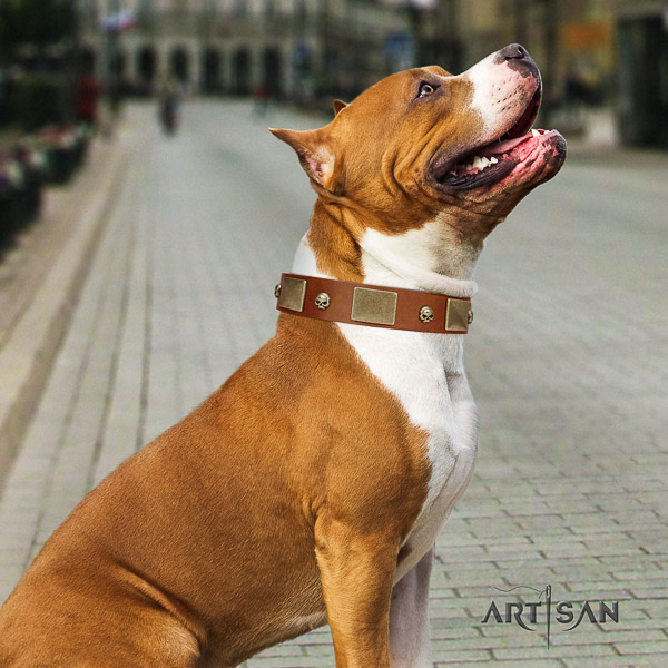 Amstaff stunning leather dog collar for easy wearing