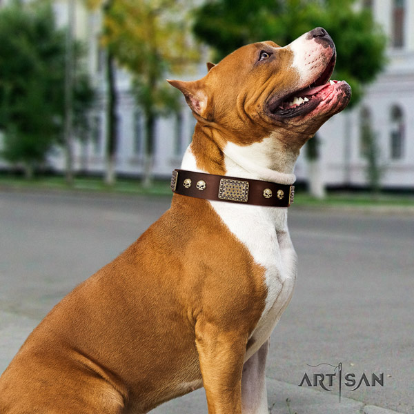 Amstaff walking full grain genuine leather dog collar with decorations