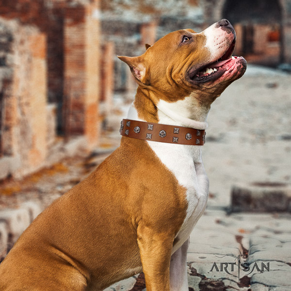 Amstaff handmade genuine leather dog collar for comfy wearing