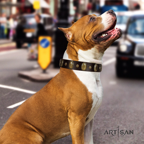 Amstaff adorned full grain natural leather dog collar for everyday use