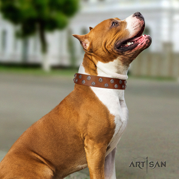 Amstaff unique full grain natural leather dog collar for comfy wearing