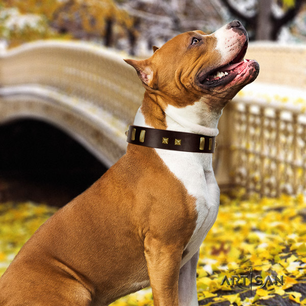 Amstaff impressive full grain natural leather dog collar for comfy wearing