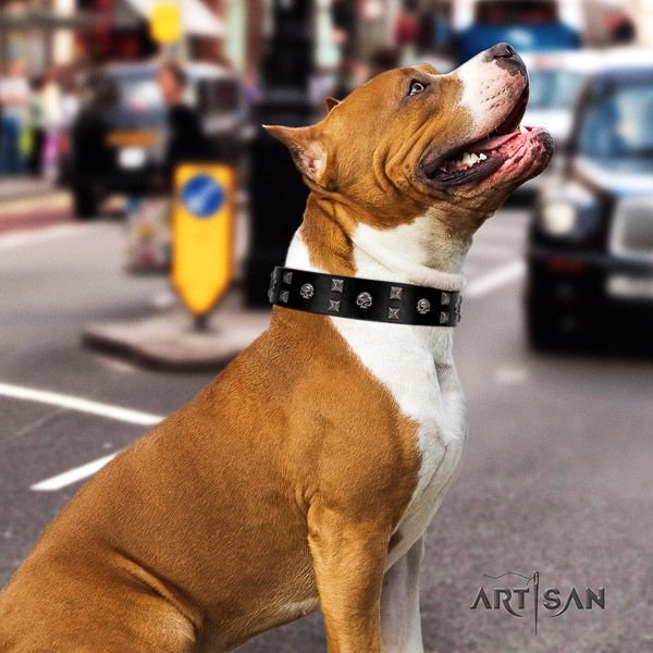 Amstaff impressive full grain genuine leather dog collar for comfy wearing