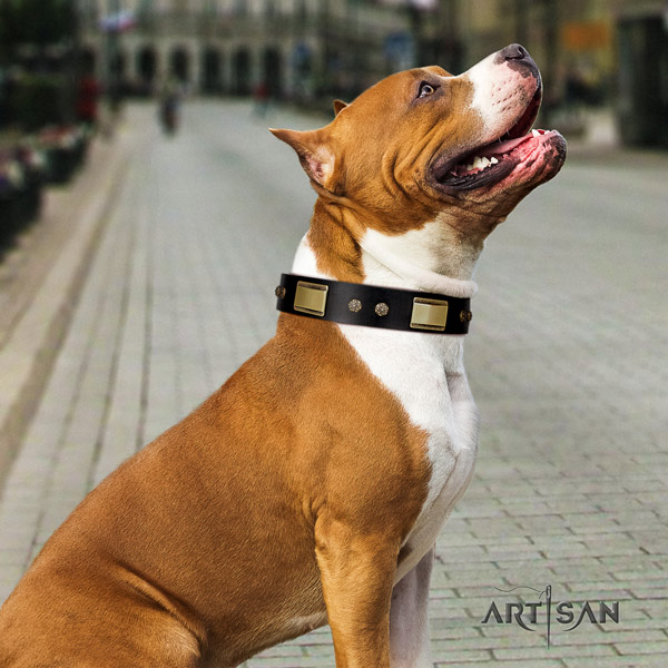 Amstaff comfy wearing natural genuine leather dog collar with decorations