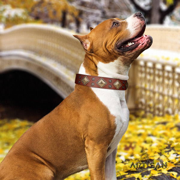 Amstaff unique genuine leather dog collar with studs for everyday walking
