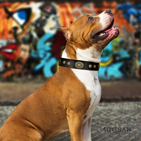 Amstaff basic training natural genuine leather dog collar with embellishments