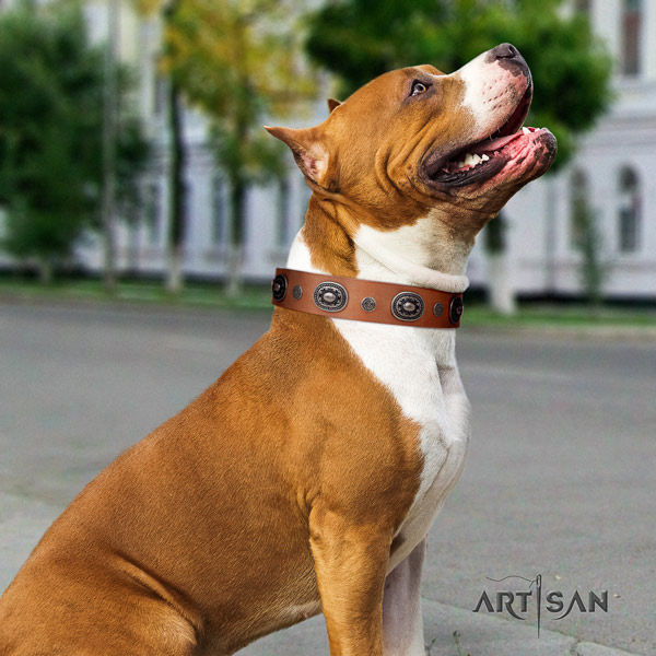 Amstaff exceptional genuine leather dog collar with embellishments for handy use