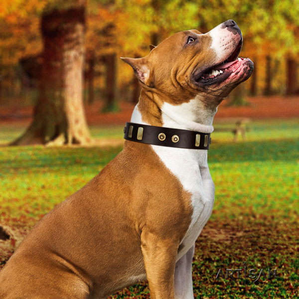 Amstaff easy wearing leather dog collar for walking