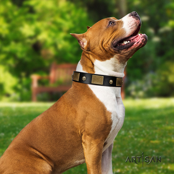 Amstaff incredible genuine leather dog collar for comfy wearing