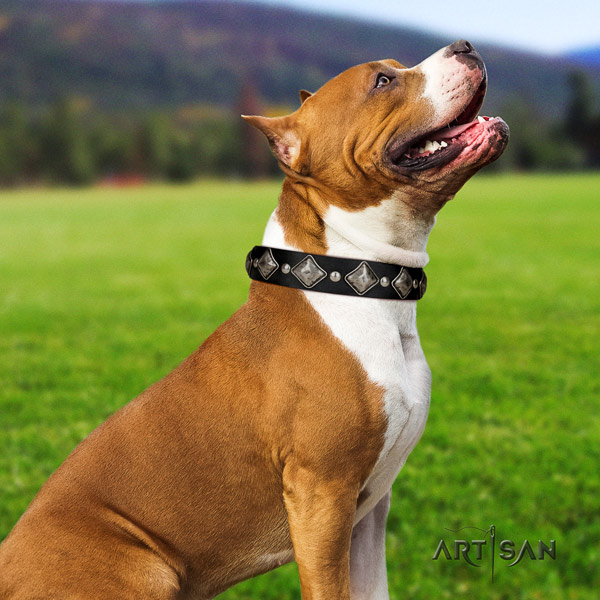 Amstaff trendy genuine leather dog collar with embellishments for fancy walking