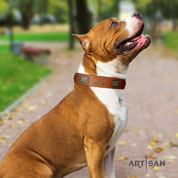 Amstaff easy wearing full grain genuine leather dog collar with embellishments