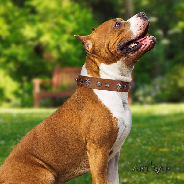Amstaff adorned full grain genuine leather dog collar for stylish walking