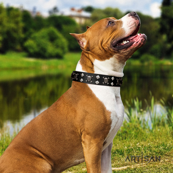 Amstaff remarkable genuine leather dog collar with decorations for daily use