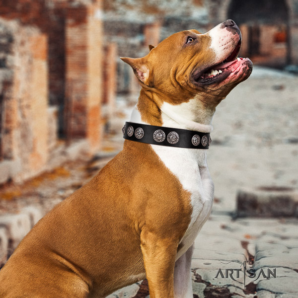 Amstaff convenient full grain natural leather dog collar for everyday use