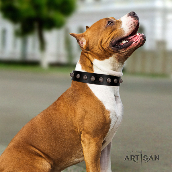 Amstaff studded full grain leather dog collar for daily use