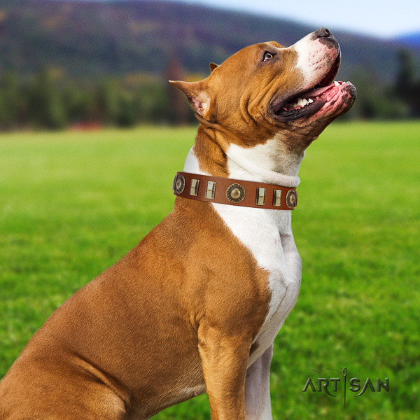 Amstaff easy wearing full grain leather dog collar for daily use