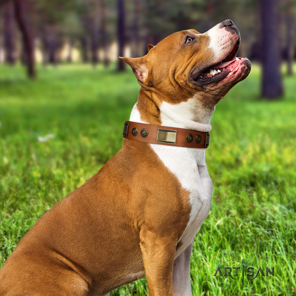 Amstaff comfy wearing genuine leather dog collar with studs