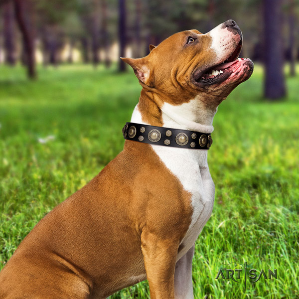 Amstaff stunning leather dog collar with adornments for walking
