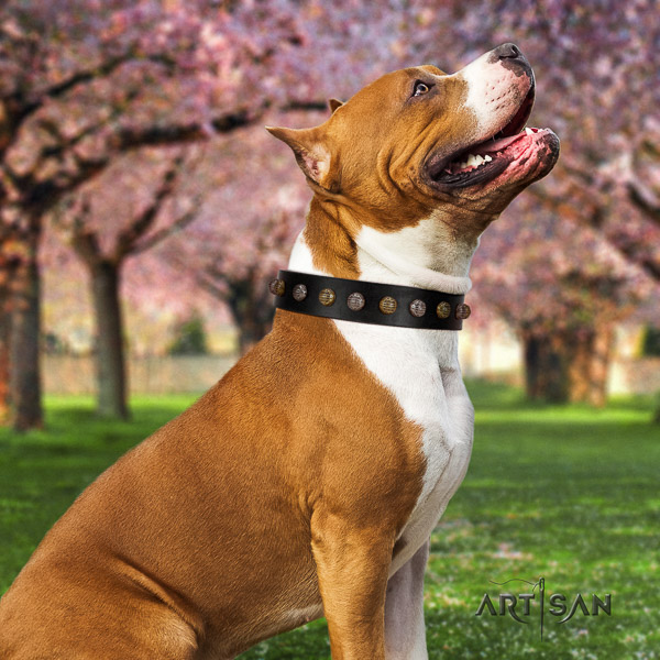 Amstaff handmade natural genuine leather dog collar for basic training