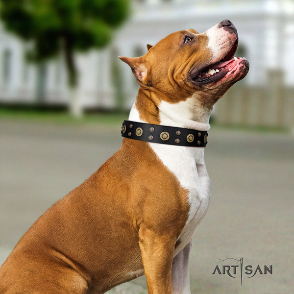 Amstaff extraordinary full grain leather dog collar with adornments for fancy walking