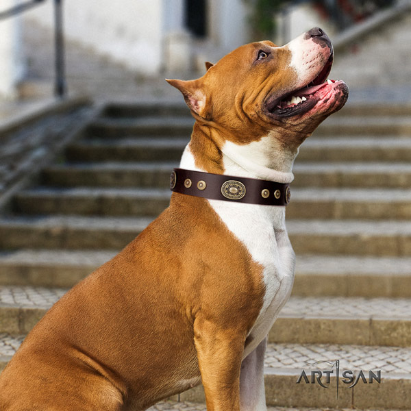 Amstaff designer full grain leather dog collar with studs for fancy walking