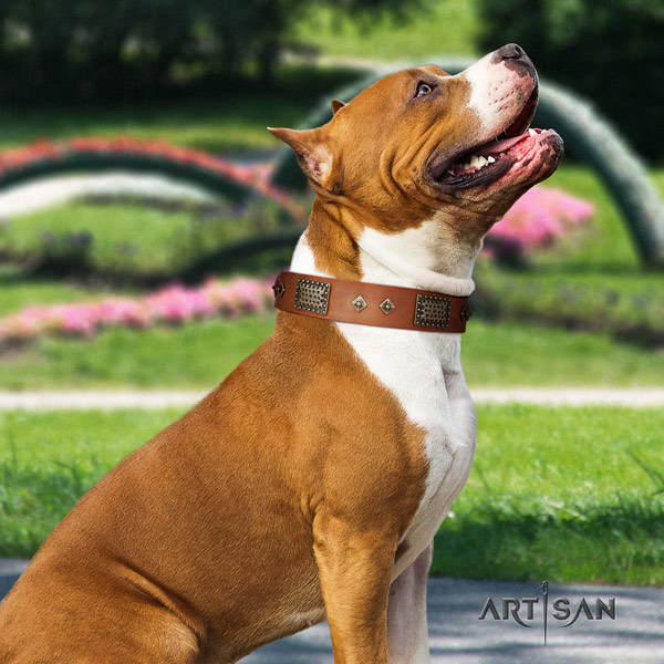 Amstaff comfortable wearing leather dog collar with embellishments