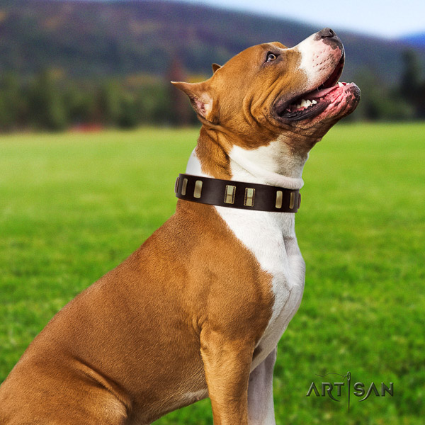 Amstaff significant full grain natural leather dog collar for daily walking