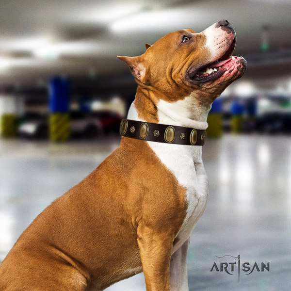 Amstaff convenient full grain leather dog collar for basic training